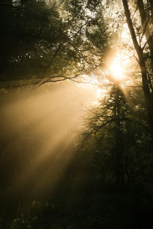 Zonlicht dat schuin door de bomen valt