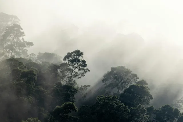 Mist boven een bebost dal