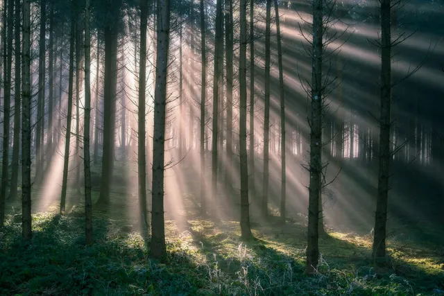 Zonnestralen door een dicht dennenbos